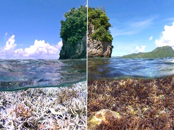 Understanding Coral Bleaching: The Consequences for Coral Reefs