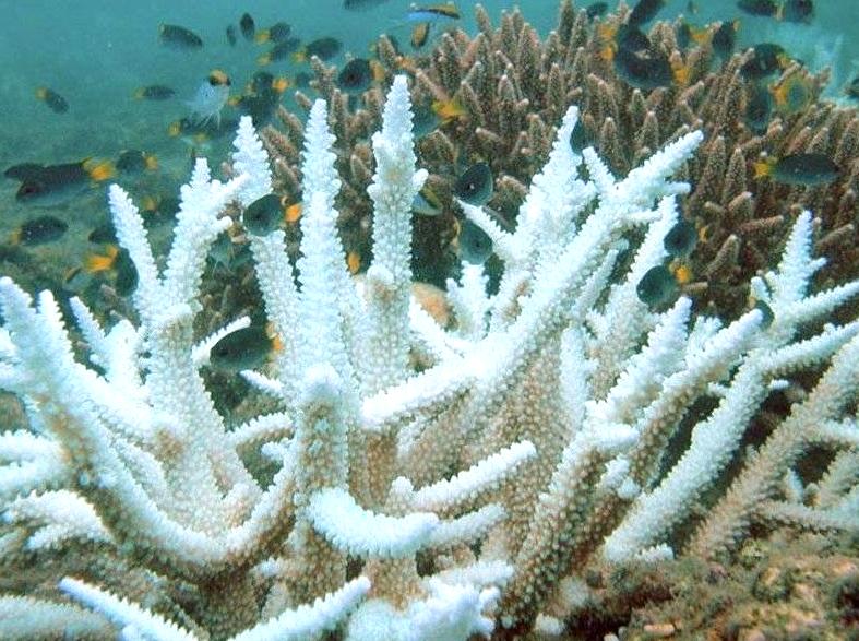 Insight into Coral Bleaching: Recognizing Its Impact