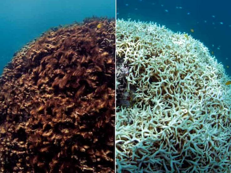 Discover Coral Bleaching: Effects on Ocean Biodiversity