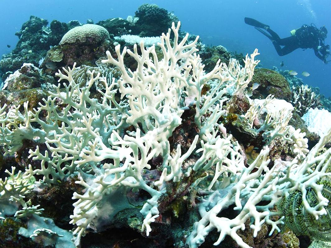 Comprehending Coral Bleaching: The Ramifications for Coral Life