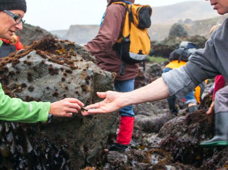 Join a Seaweed Foraging Workshop: Master the Skills of Gathering Seaweed