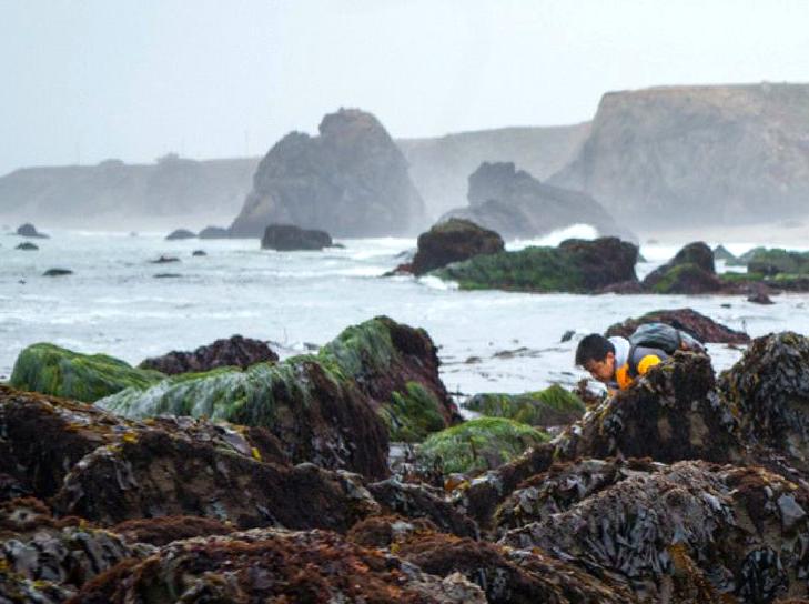 Participate in a Seaweed Foraging Session: Learn How to Collect Edible Seaweed