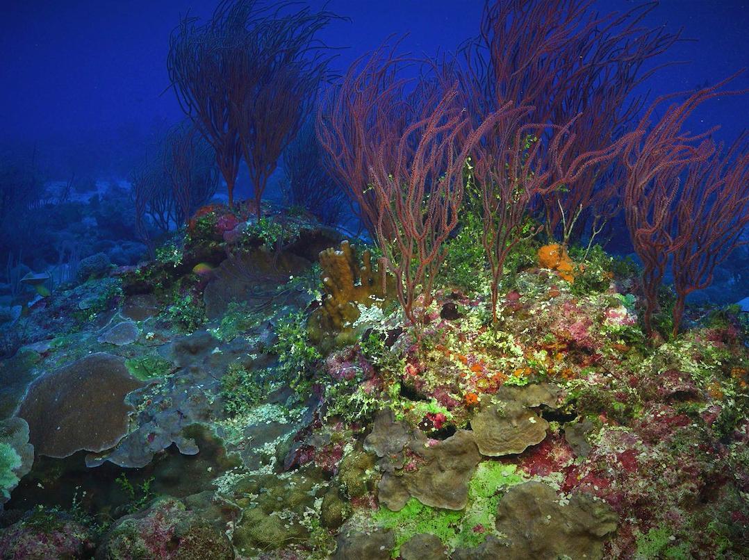 Exploration of the Great Barrier Reef's Northern Region