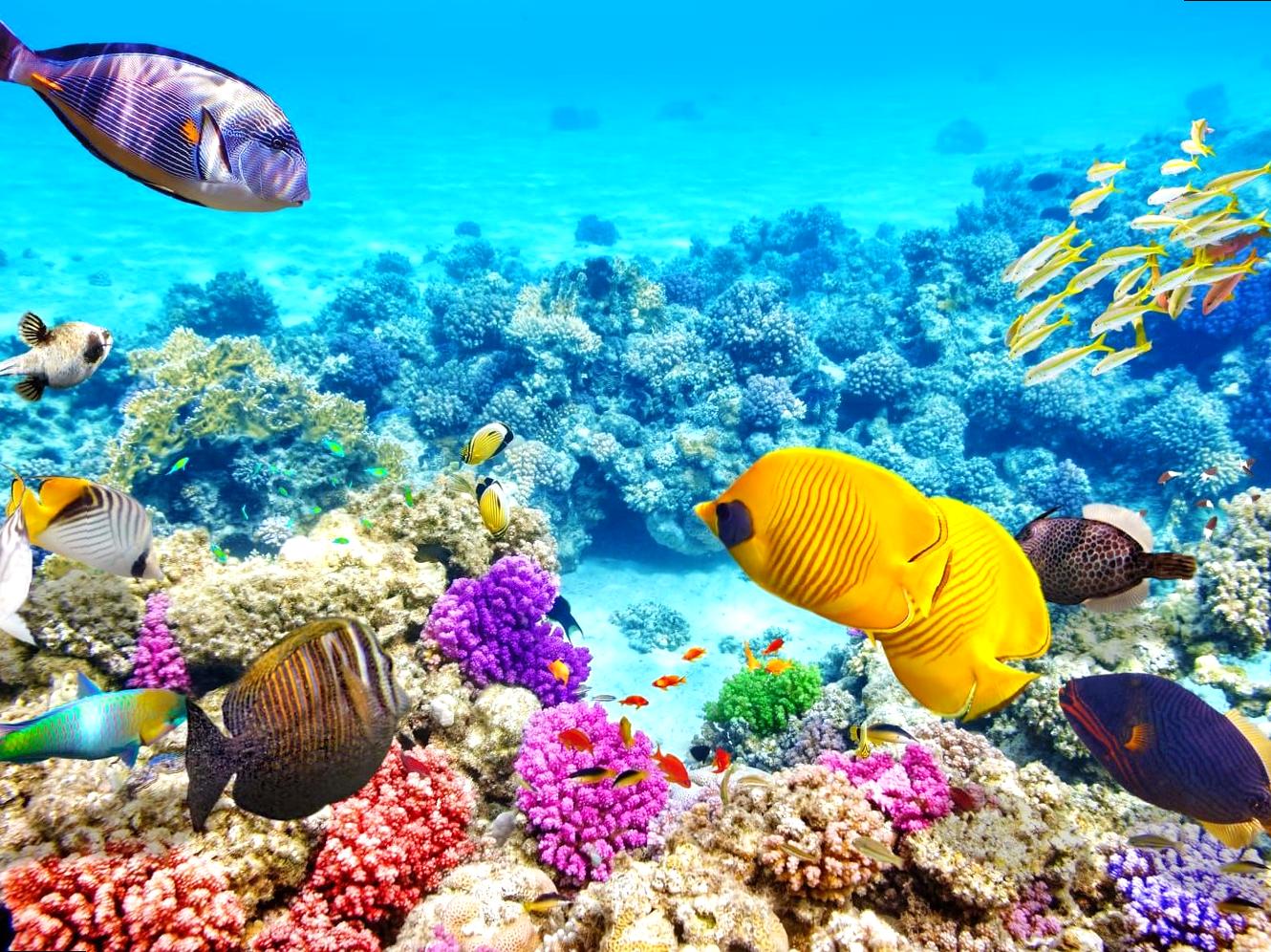 Great Barrier Reef Discoveries: Thrills on the Outer Reefs