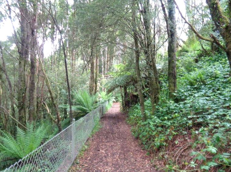 Explore the Scenic Beechy Rail Trail: An Epic Cycling Route